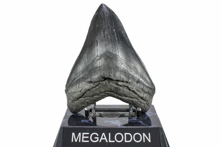 Fossil Megalodon Tooth - South Carolina #362257
